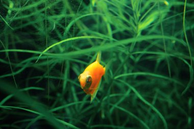 Küçük balıklar akvaryumda yüzer.