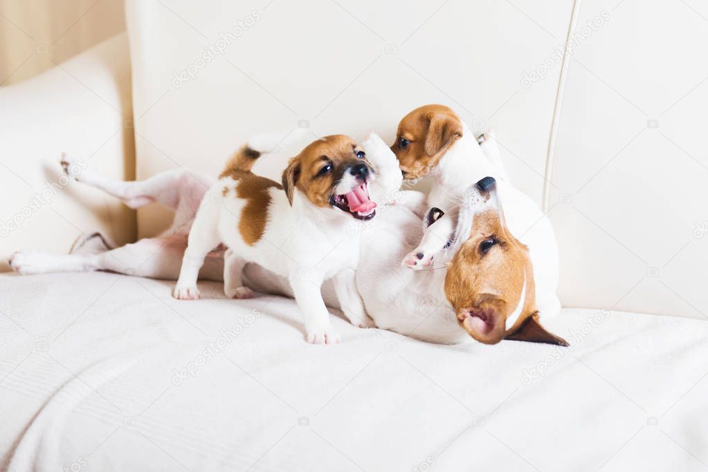 Cute puppies with their mom lying on the rug