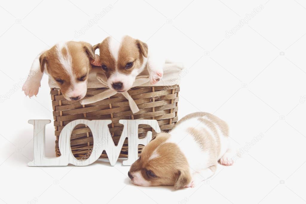 Cute puppies in a basket isolated on white background