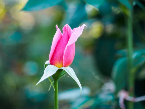 Rose Bud con pétalos rosas fotografiados en primer plano — Foto de Stock