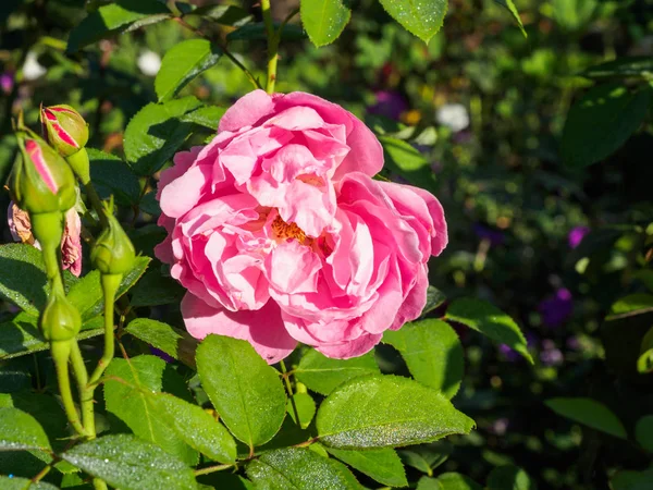 Roses aux pétales roses . — Photo