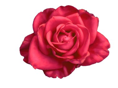 İzole kırmızı gül bud