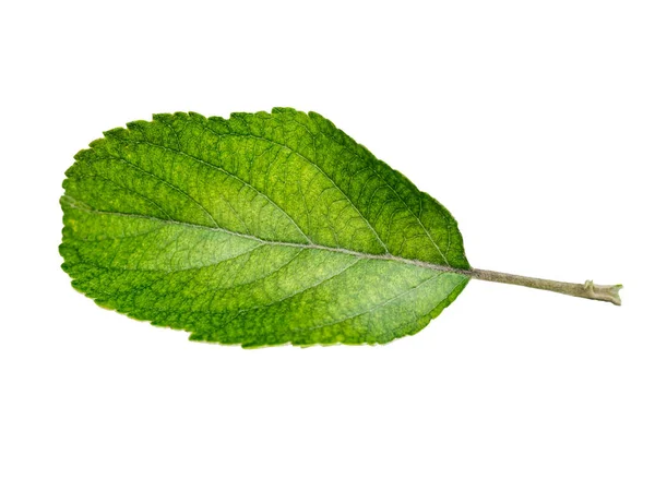 Feuilles de pomme isolées sur fond blanc . — Photo