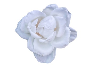 Gül Beyaz yaprakları ile.