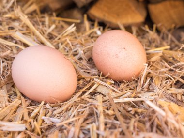 samandan bir yatak üzerinde yakın çekim kahverengi tavuk yumurta