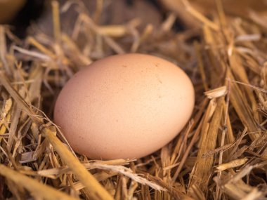 samandan bir yatak üzerinde yakın çekim kahverengi tavuk yumurta