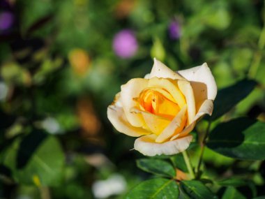 Sarı yaprakları gül.