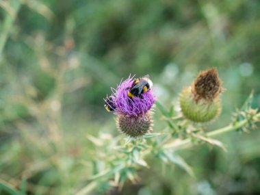 Yakın çekim bumblebee thistle çiçek.