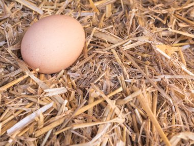 samandan bir yatak üzerinde yakın çekim kahverengi tavuk yumurta