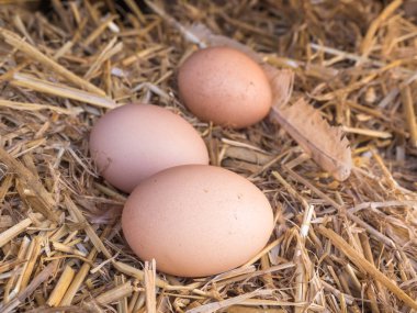 samandan bir yatak üzerinde yakın çekim kahverengi tavuk yumurta