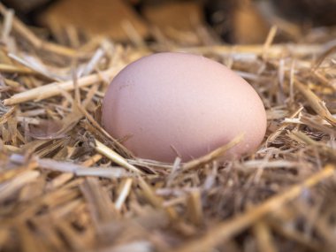 samandan bir yatak üzerinde yakın çekim kahverengi tavuk yumurta