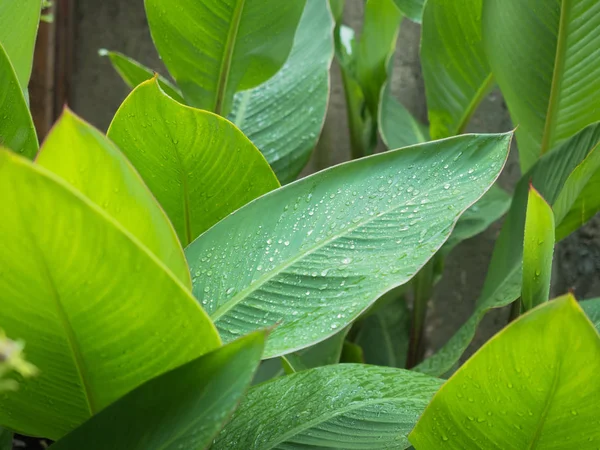 Большие зеленые листья с подсохшими каплями крупным планом — стоковое фото