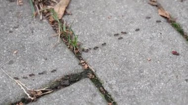 Kaldırım portre üzerinde çalışan karıncalar.