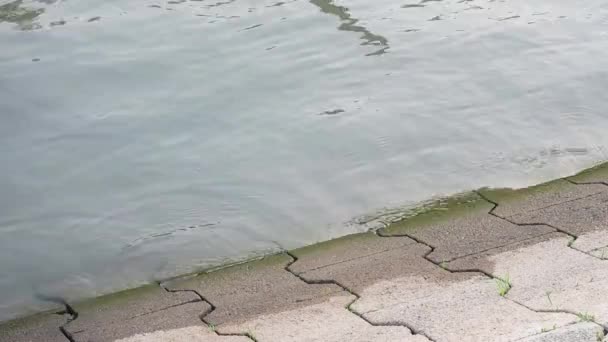 Kleine golven op de rivier wassen op de oever-tegel. — Stockvideo