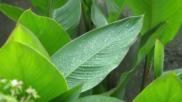 The large green leaves close-up waves on a wind. — Stock Video