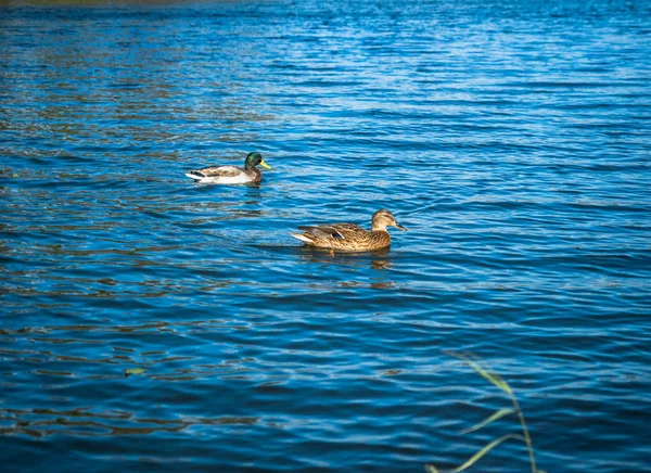 Two brown ducks swimming and floating on blue water surface.