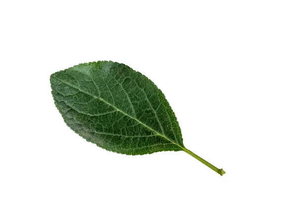 Plum bladeren geïsoleerd op een witte achtergrond. — Stockfoto