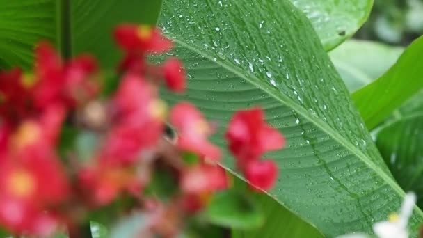 Regnet droppar på ett stort grönt blad av en växt. Suddiga röda blommor framför. — Stockvideo
