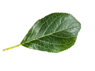 Beyaz bir arka plan üzerinde izole Erik yaprakları.