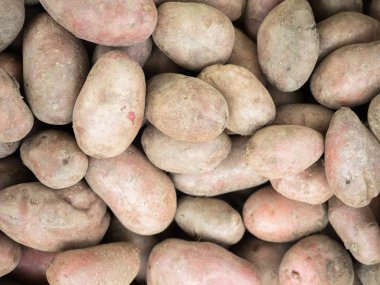 Sadece hasat yeni patates büyük grup
