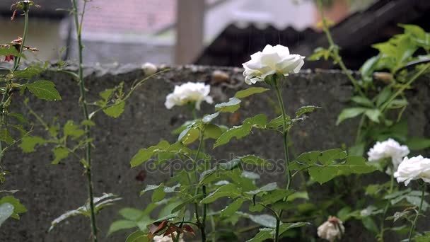 빗 속에서 정원에서 흰 장미입니다. 장미 꽃 봉 오리 — 비디오