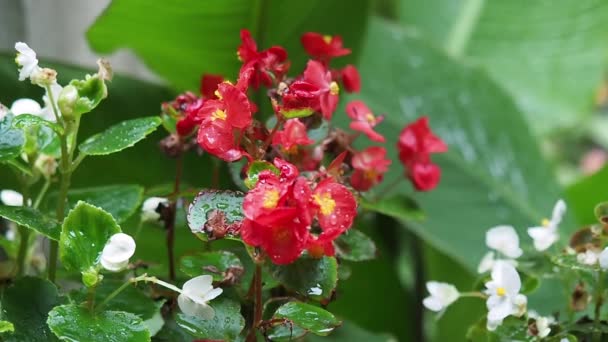 Les fleurs du jardin sous la pluie balançant doucement dans la brise . — Video