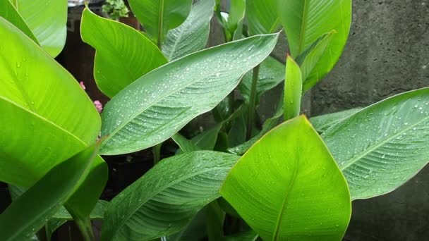 Las hojas grandes verdes se acercan a las pequeñas olas por el viento . — Vídeos de Stock