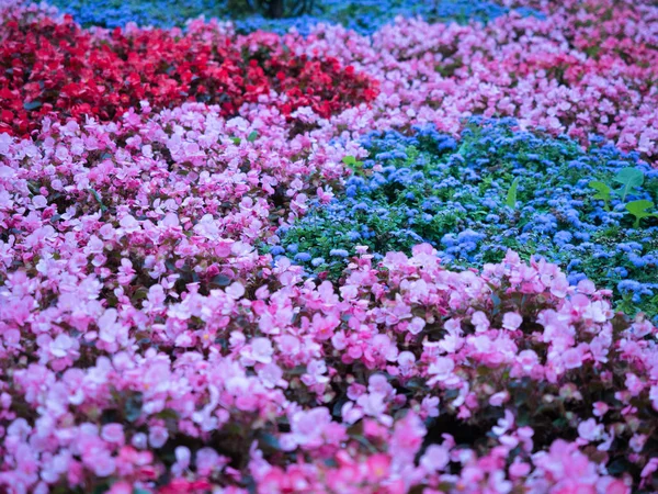 Campo colorido de flores close up, fundo floral . — Fotografia de Stock