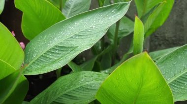 Büyük yeşil yakın çekim küçük dalgalar üzerinde bir rüzgar bırakır..