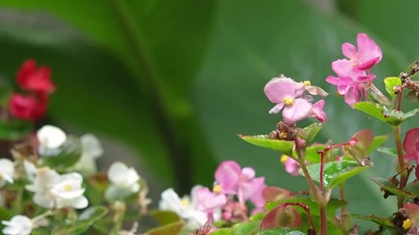 Trädgård blommor i regnet försiktigt svänga i vinden. — Stockvideo