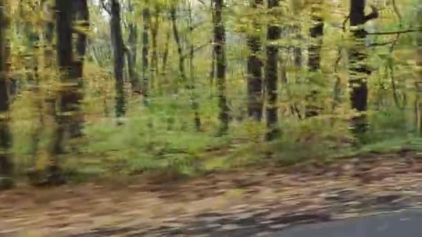 Видеосъемка проезда по красочному осеннему лесу на высокой скорости — стоковое видео