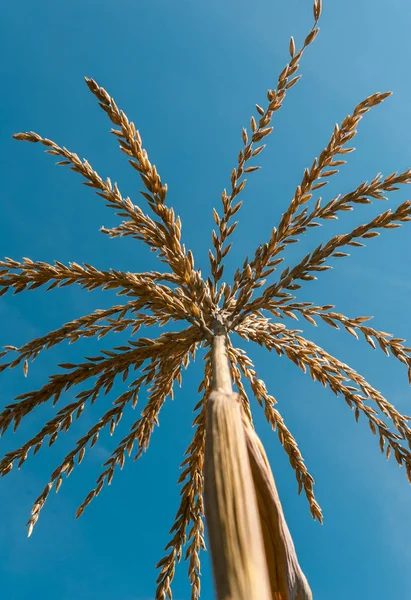 Gula öron av majs med korn på bakgrund av blå himmel. Blomställning på majs plantation — Stockfoto