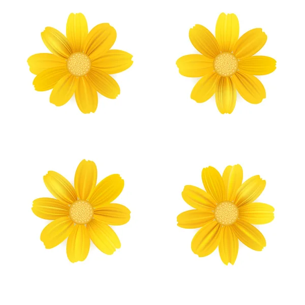 Uppsättning av isolerade gula gerbera eller daisy. Vector färgglada blommor på vit bakgrund. Mall för för t-shirt, mode, utskrifter och andra design — Stock vektor