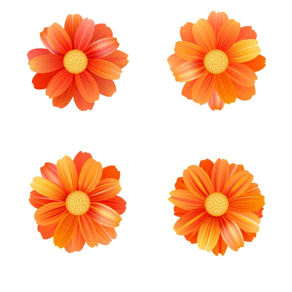 Conjunto de gerberas o margaritas amarillas aisladas. Vector flores de colores sobre fondo blanco. Plantilla para camisetas, moda, estampados y otros diseños — Vector de stock