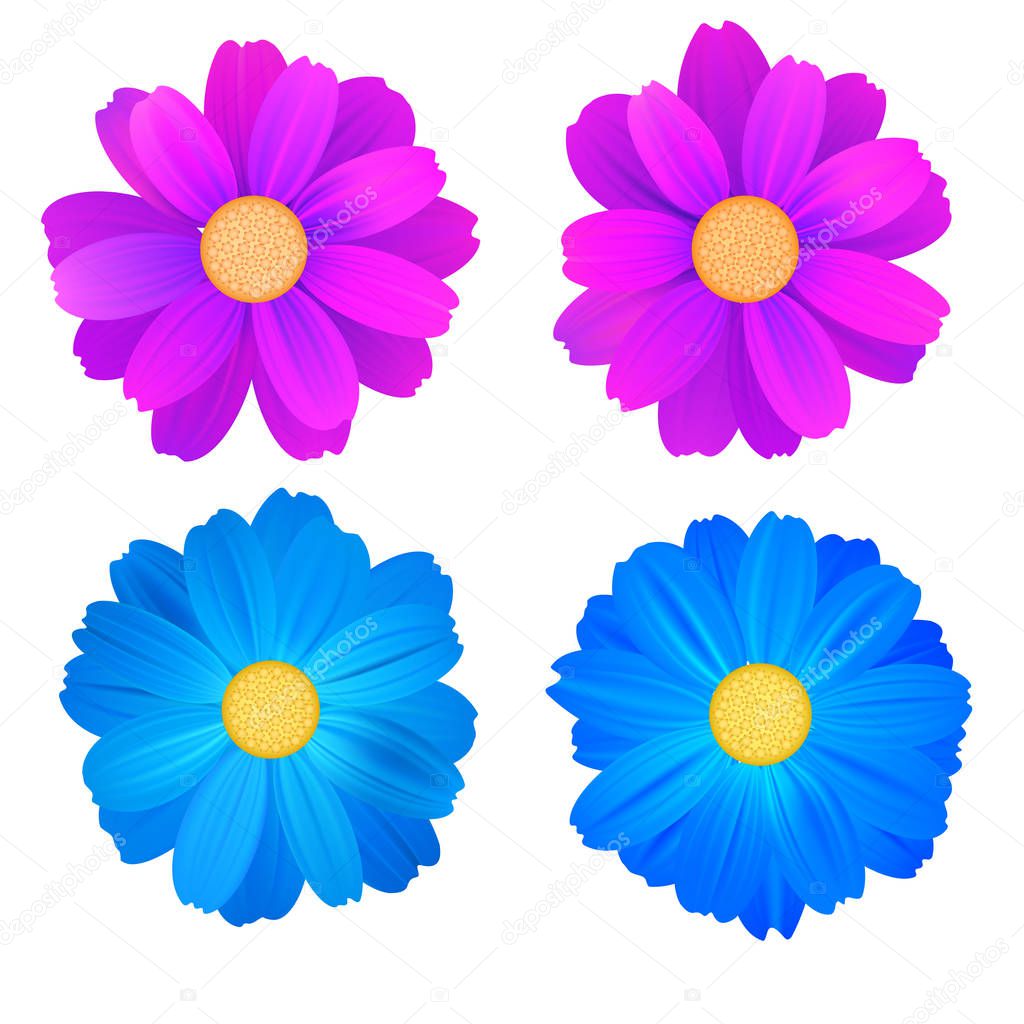 Set of isolated buds of flowers, blue and purple gerbera. Vector colorful flowers on white background. Template for for t-shirt, fashion, prints and other design