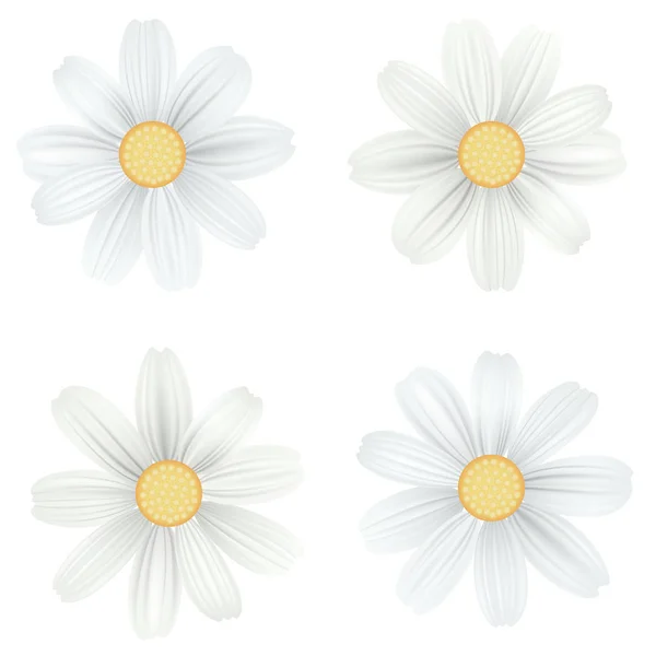 Uppsättning av isolerade, vit kamomill, daisy. Vector blommor på vit bakgrund. Mall för för t-shirt, mode, utskrifter och andra design — Stock vektor