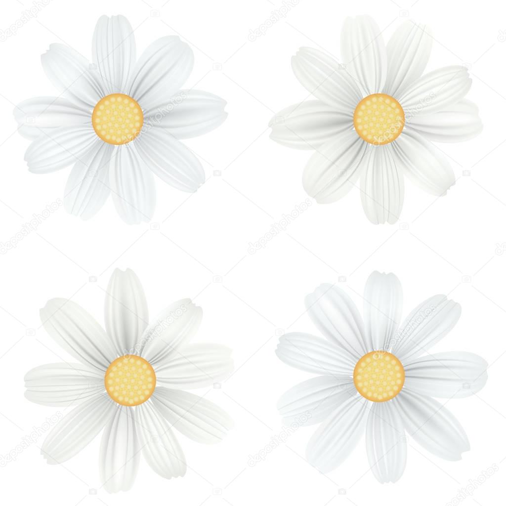 Set of isolated, white camomile, daisy. Vector flowers on white background. Template for for t-shirt, fashion, prints and other design