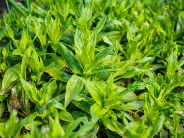 Yeşil bitkiler ile yumuşak odak fotoğraflandı. Çim, kapsama yeşil halı yaprakları, eco, arka plan bulanıklık ile. Bahar makro manzara