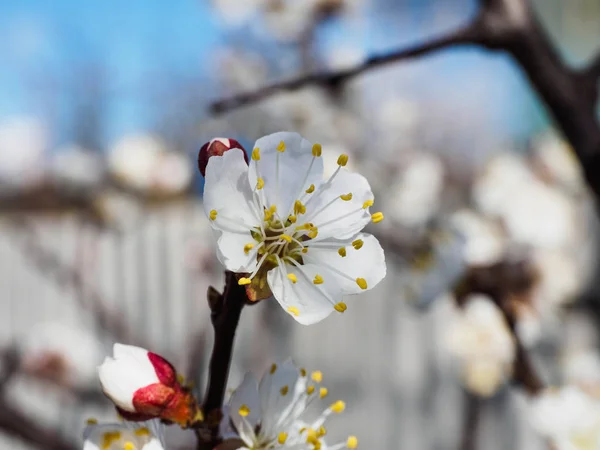 Абрикосові квіти з м'яким фокусом. Весняні білі квіти на гілці дерева. Вишневе дерево цвіте. Весна, пори року, білі квіти абрикоса, вишневе дерево крупним планом — стокове фото