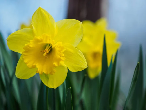 Gula blommande påskliljor, narcissus på suddig bakgrund. Vårens blommor fotograferade med en mjuk fokus, makro, närbild — Stockfoto