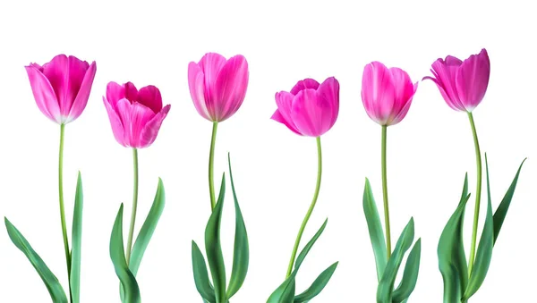 Tulipani. Tulipani vettoriali a colori isolati su sfondo bianco. Fiori in diverse forme per il vostro design e saluti, cartoline per i vostri cari — Vettoriale Stock