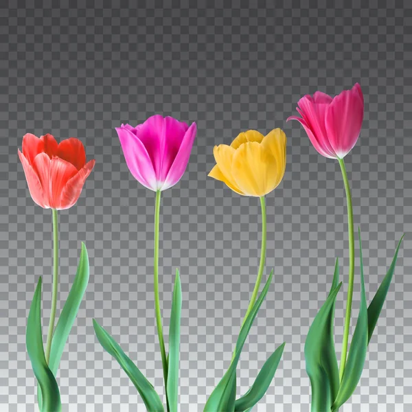 Tulipány. Barevné vektorové tulipány izolované na průhledné pozadí. Květiny v různých velikostech pro design a blahopřání, pohlednice karty pro vaše blízké — Stockový vektor