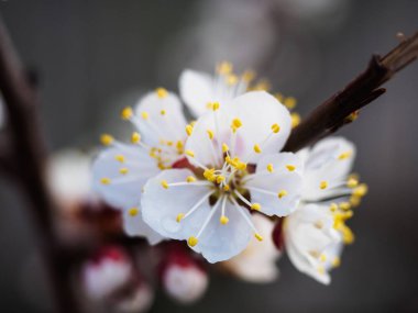 Kayısı ağacı çiçek yumuşak odak. Bir ağaç dalı bahar beyaz çiçekler. Kiraz ağacı çiçek. Bahar, mevsim, kayısı, kiraz ağacı yakın çekim beyaz çiçekler