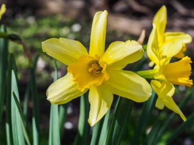 Sarı çiçek açan nergis, nergis üzerinde arka plan bulanık. Bahar çiçekleri fotoğraflandı yumuşak odak, makro, yakın çekim