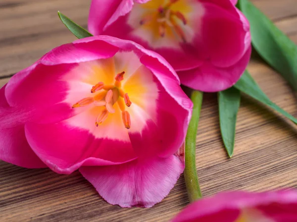Pąki otwarte Tulip kwiat zbliżenie na podłoże drewniane od starych desek i wpisanie wiadomości. Tło na dzień matki, 8 marca i inne karty z pozdrowieniami dla pięknej kobiety. Nieostrość — Zdjęcie stockowe