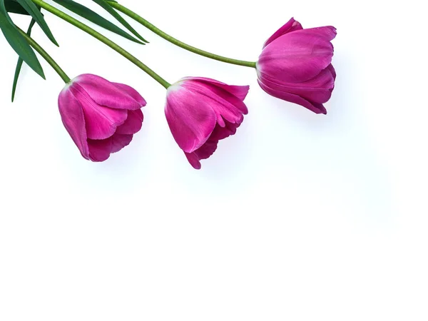 Rose pąki Tulip kwiat na białym tle. Cukinia, szablon na dzień matki, 8 marca i inne karty z pozdrowieniami dla piękne kobiety. Widok poziomy, top — Zdjęcie stockowe
