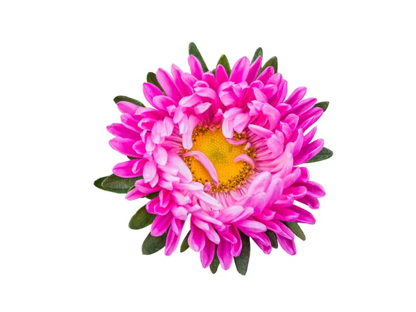 Gerbera ou marguerite à fleurs roses isolées. Fleur colorée sur fond blanc — Photo