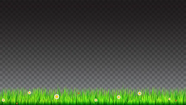 Groene, natuurlijke gras grens met witte madeliefjes, kamille bloem en kleine rode lieveheersbeestje op transparante achtergrond. Sjabloon voor uw ontwerp of creativiteit — Stockvector