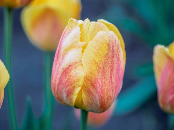 Pąka Tulip zbliżenie z niewyraźne tło zielony, nieostrość. Tło na dzień matki, 8 marca i inne karty z pozdrowieniami dla pięknej kobiety. — Zdjęcie stockowe