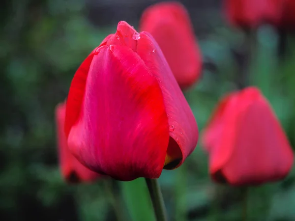 Pąka Tulip zbliżenie z niewyraźne tło zielony, nieostrość. Tło na dzień matki, 8 marca i inne karty z pozdrowieniami dla pięknej kobiety. — Zdjęcie stockowe
